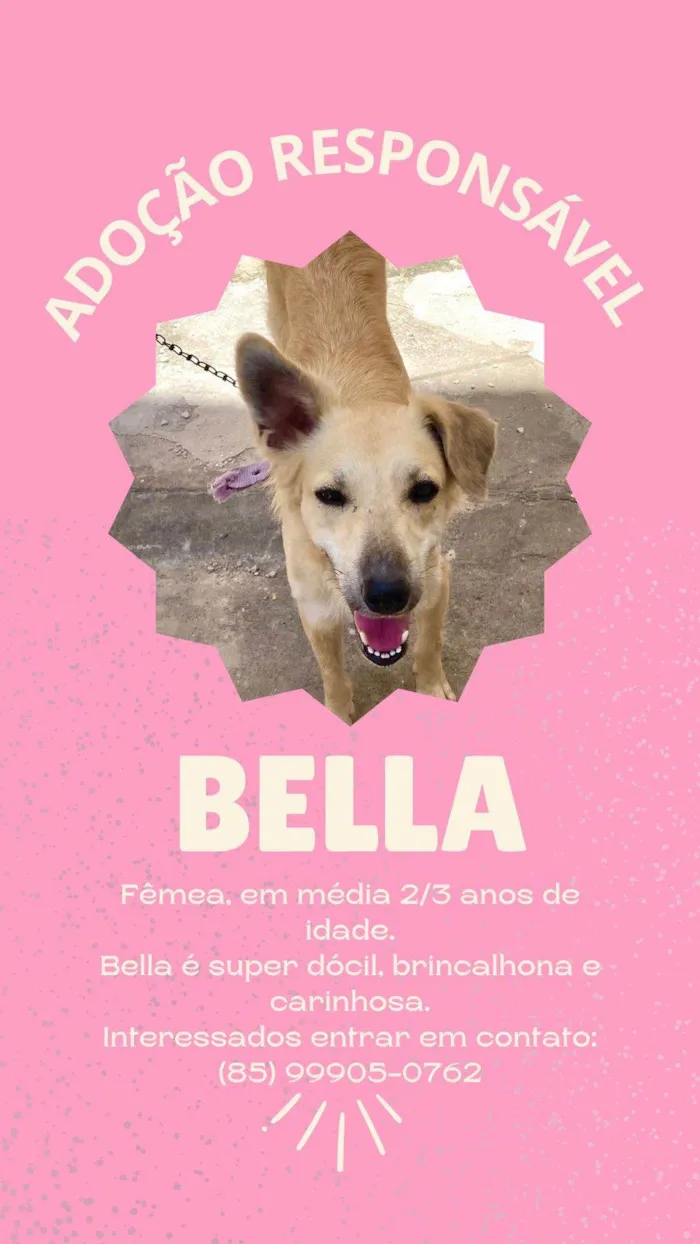 Cachorro ra a SRD-ViraLata idade 2 anos nome Bella