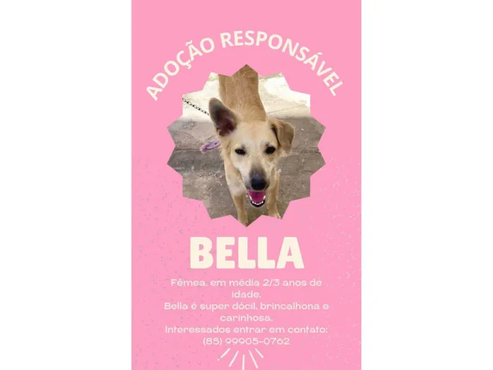 Cachorro ra a SRD-ViraLata idade 2 anos nome Bella