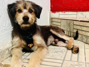 Cachorro raça SRD-ViraLata idade 4 anos nome Luke