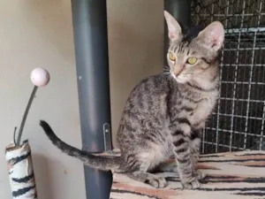 Gato raça Srd idade 2 a 6 meses nome Docinho 