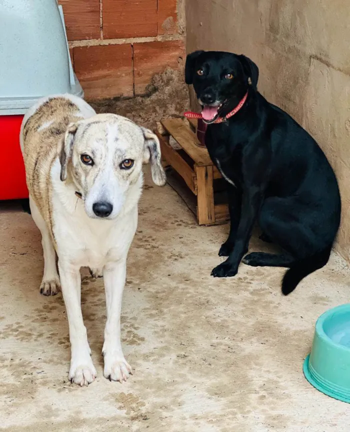 Cachorro ra a SRD-ViraLata idade 1 ano nome AKIRA E PRETINHA