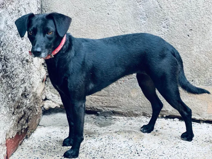 Cachorro ra a SRD-ViraLata idade 1 ano nome AKIRA E PRETINHA