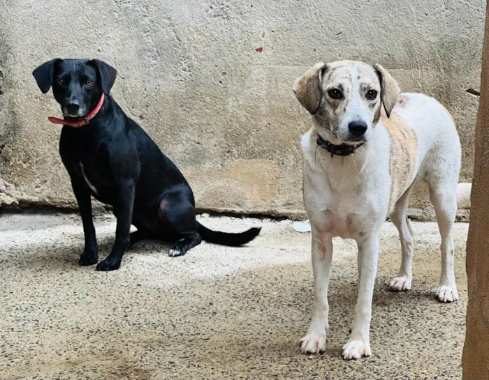 Cachorro ra a SRD-ViraLata idade 1 ano nome AKIRA E PRETINHA