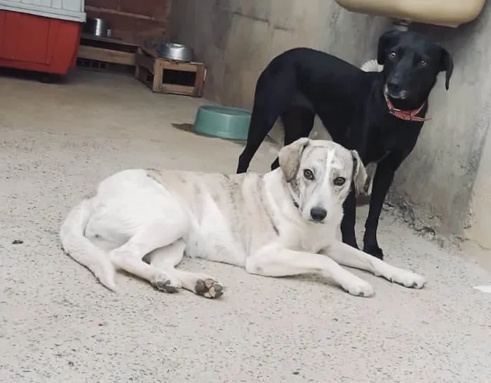 Cachorro ra a SRD-ViraLata idade 1 ano nome AKIRA E PRETINHA