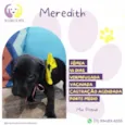 Meredith