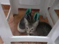Mel e Faísca