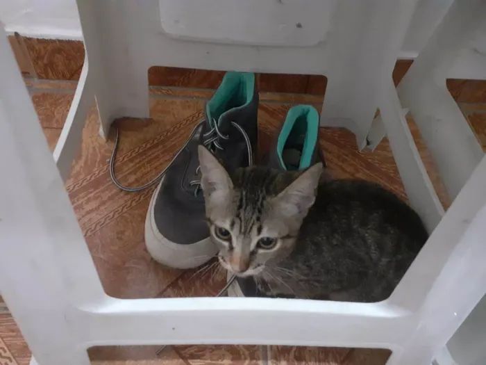 Gato ra a SRD-ViraLata idade 2 a 6 meses nome Mel e Faísca
