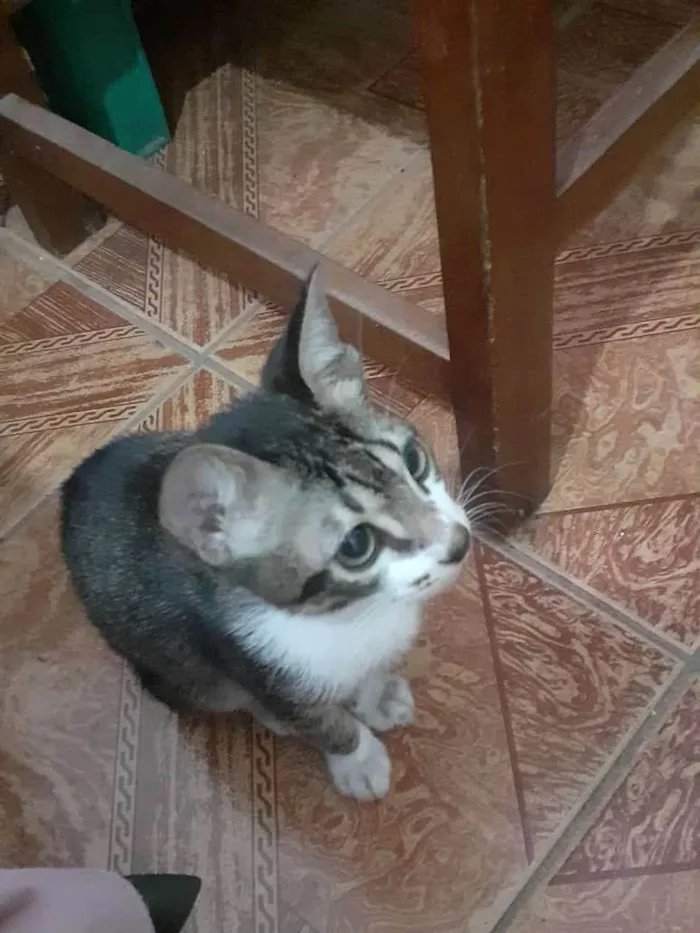 Gato ra a SRD-ViraLata idade 2 a 6 meses nome Mel e Faísca