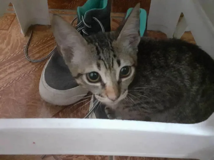 Gato ra a SRD-ViraLata idade 2 a 6 meses nome Mel e Faísca