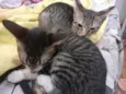 Mel e Faísca