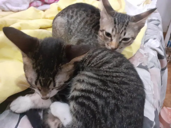 Gato ra a SRD-ViraLata idade 2 a 6 meses nome Mel e Faísca
