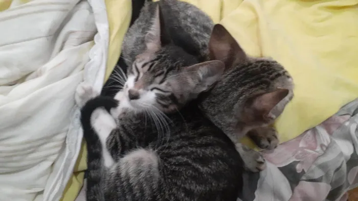 Gato ra a SRD-ViraLata idade 2 a 6 meses nome Mel e Faísca