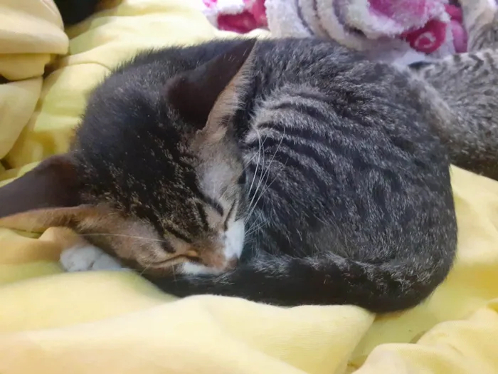 Gato ra a SRD-ViraLata idade 2 a 6 meses nome Mel e Faísca
