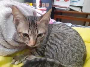 Gato raça SRD-ViraLata idade 2 a 6 meses nome Mel e Faísca