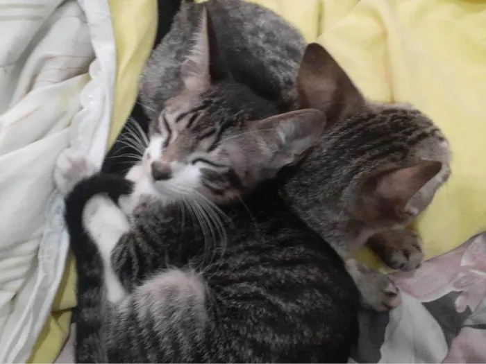 Gato ra a SRD-ViraLata idade 2 a 6 meses nome Mel e Faísca