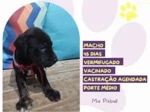 Cachorro raça Mix PitBull idade 2 a 6 meses nome Bruce