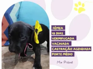 Cachorro raça Mix Pitbull idade 2 a 6 meses nome Meredith