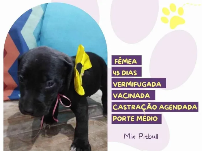 Cachorro ra a Mix Pitbull idade 2 a 6 meses nome Meredith