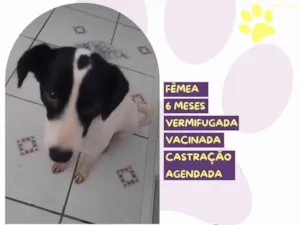 Cachorro raça SRD-ViraLata idade 2 a 6 meses nome Isadora