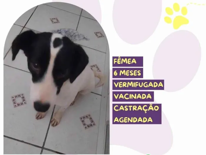 Cachorro ra a SRD-ViraLata idade 2 a 6 meses nome Isadora