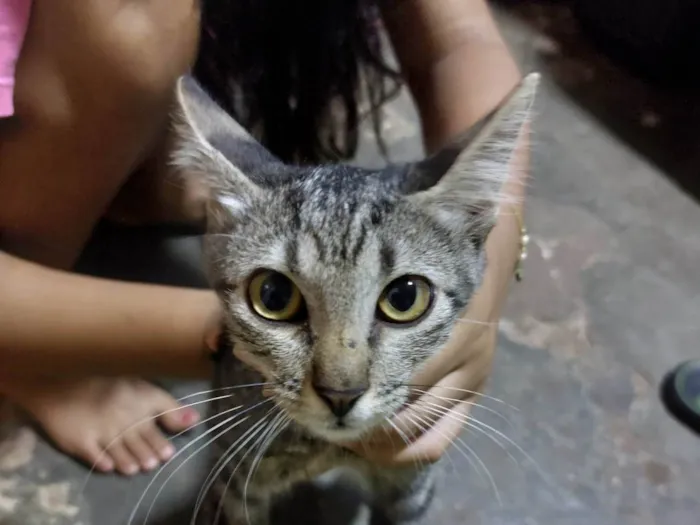 Gato ra a Srd idade 2 a 6 meses nome Ainda não tem nome