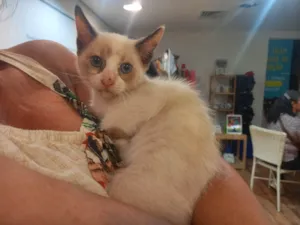 Gato raça SRD-ViraLata idade Abaixo de 2 meses nome Angel