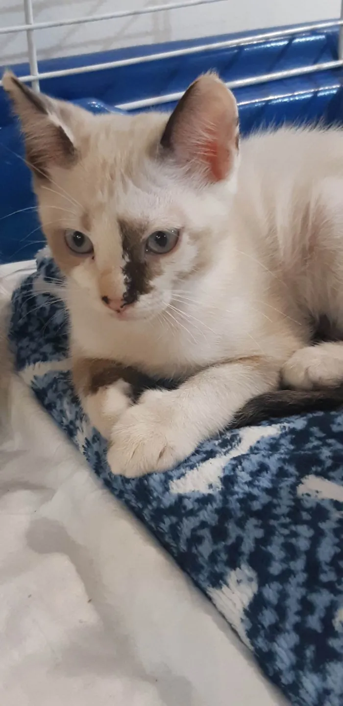 Gato ra a SRD-ViraLata idade Abaixo de 2 meses nome Olivia 