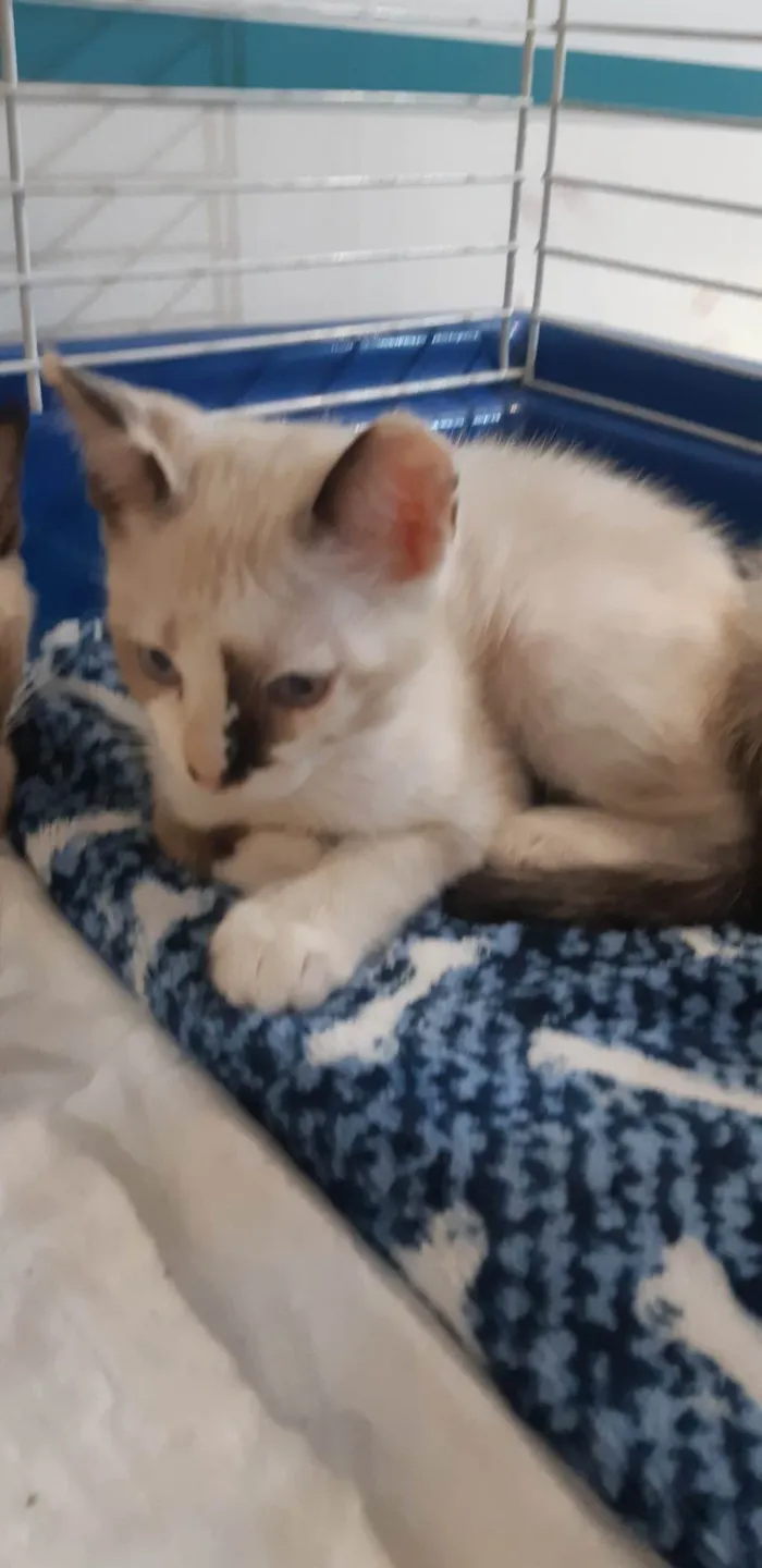 Gato ra a SRD-ViraLata idade Abaixo de 2 meses nome Olivia 