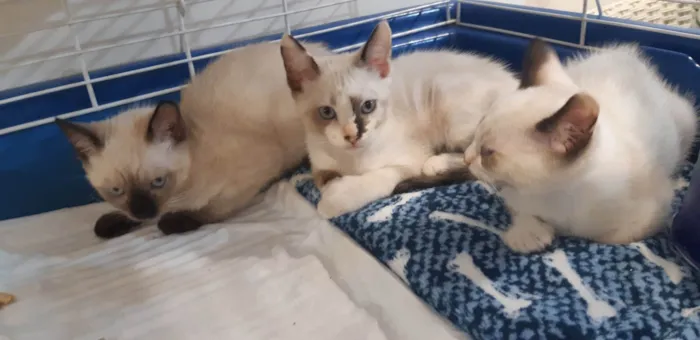 Gato ra a SRD-ViraLata idade Abaixo de 2 meses nome Olivia 