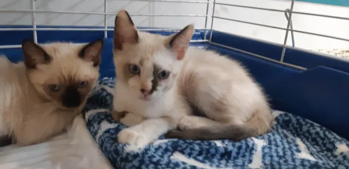 Gato ra a SRD-ViraLata idade Abaixo de 2 meses nome Olivia 