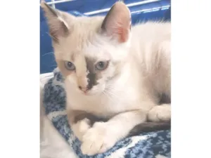 Gato raça SRD-ViraLata idade Abaixo de 2 meses nome Olivia 
