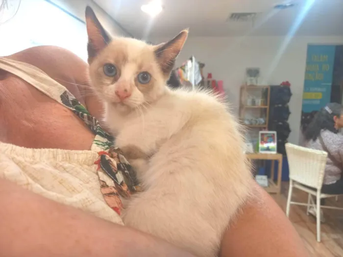 Gato ra a SRD-ViraLata idade Abaixo de 2 meses nome Angel