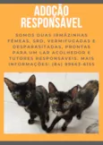 Gatinhas SRD para Adoção Responsável