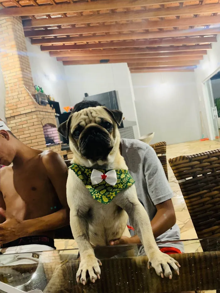 Cachorro ra a Pug  idade 3 anos nome Samira 