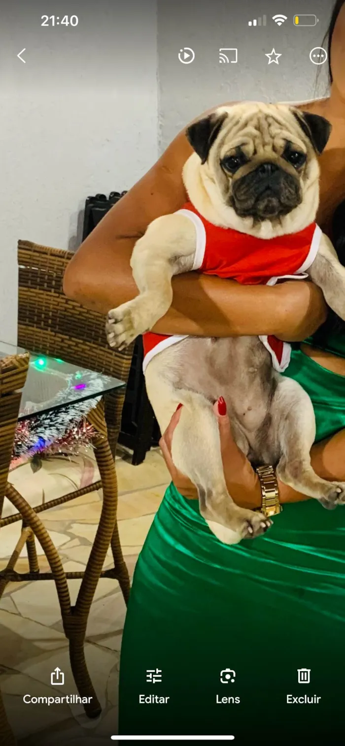 Cachorro ra a Pug  idade 3 anos nome Samira 