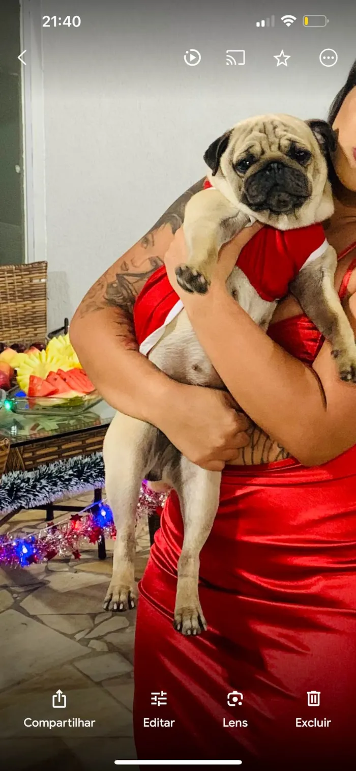 Cachorro ra a Pug  idade 3 anos nome Samira 