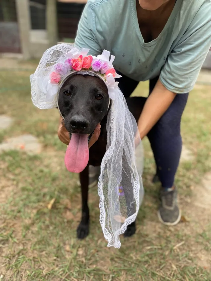 Cachorro ra a Sem Raça Definida idade 4 anos nome Binha