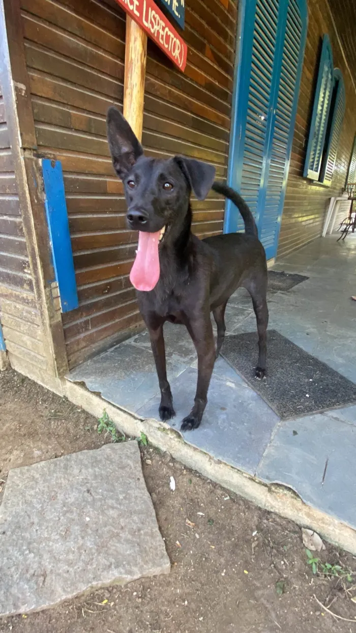 Cachorro ra a Sem Raça Definida idade 4 anos nome Binha