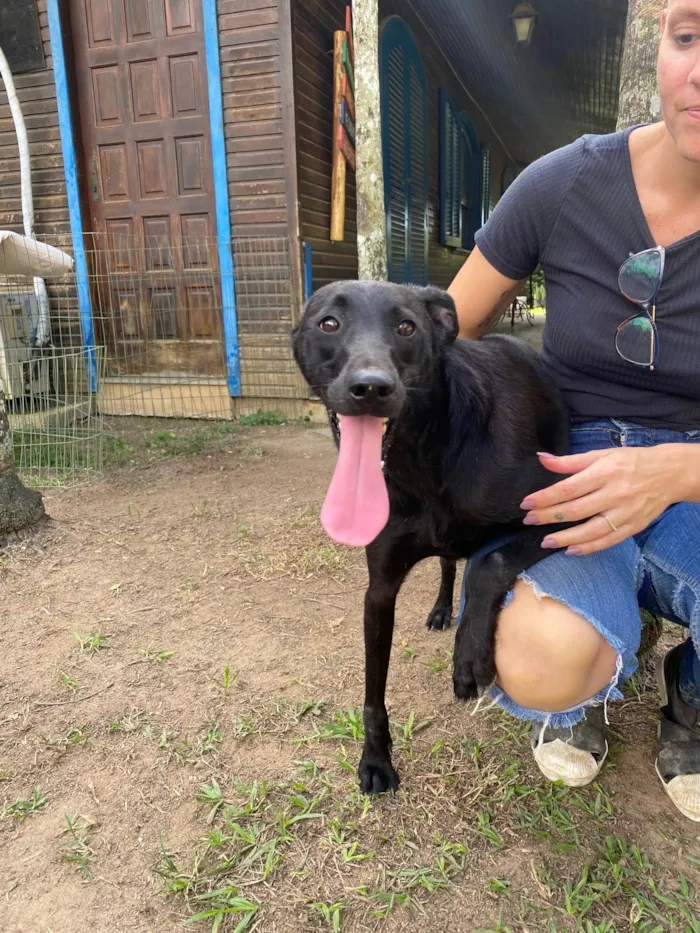 Cachorro ra a Sem Raça Definida idade 4 anos nome Binha