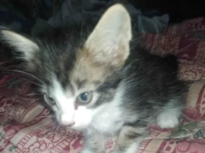 Gato raça Desconhecido  idade Abaixo de 2 meses nome Sem nomes 