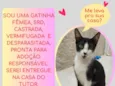 Gatinha SRD Castrada para Adoção Responsável