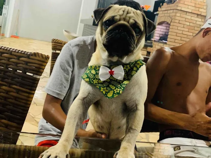 Cachorro ra a Pug  idade 3 anos nome Samira 