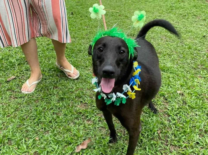 Cachorro ra a Sem Raça Definida idade 4 anos nome Binha