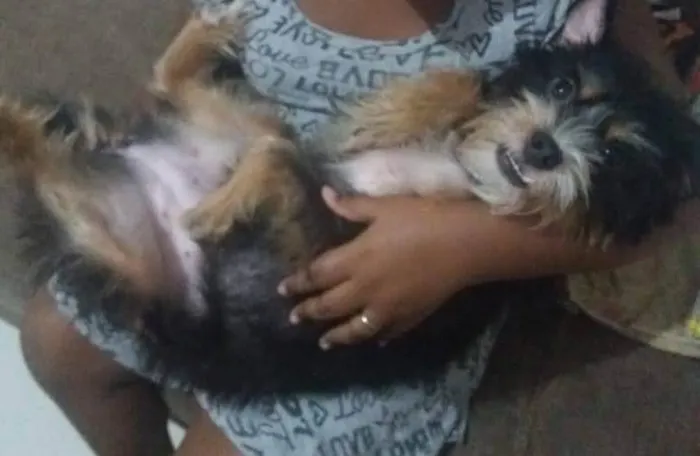 Cachorro ra a SRD-ViraLata idade 3 anos nome Ludimila