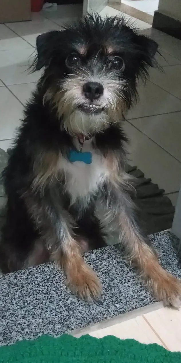 Cachorro ra a SRD-ViraLata idade 3 anos nome Ludimila