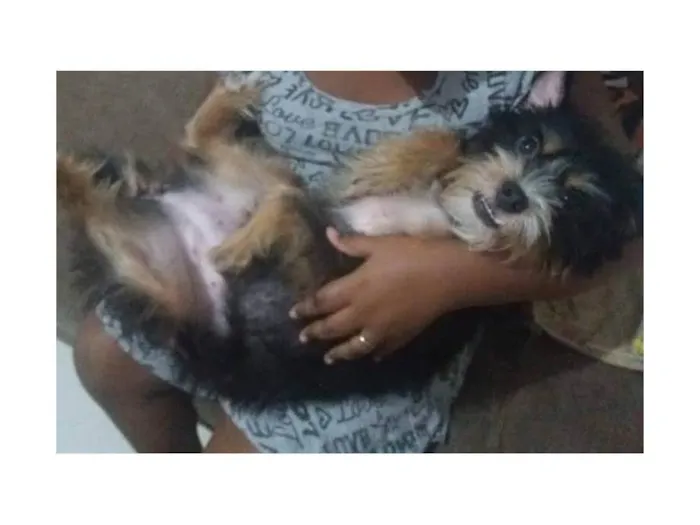 Cachorro ra a SRD-ViraLata idade 3 anos nome Ludimila