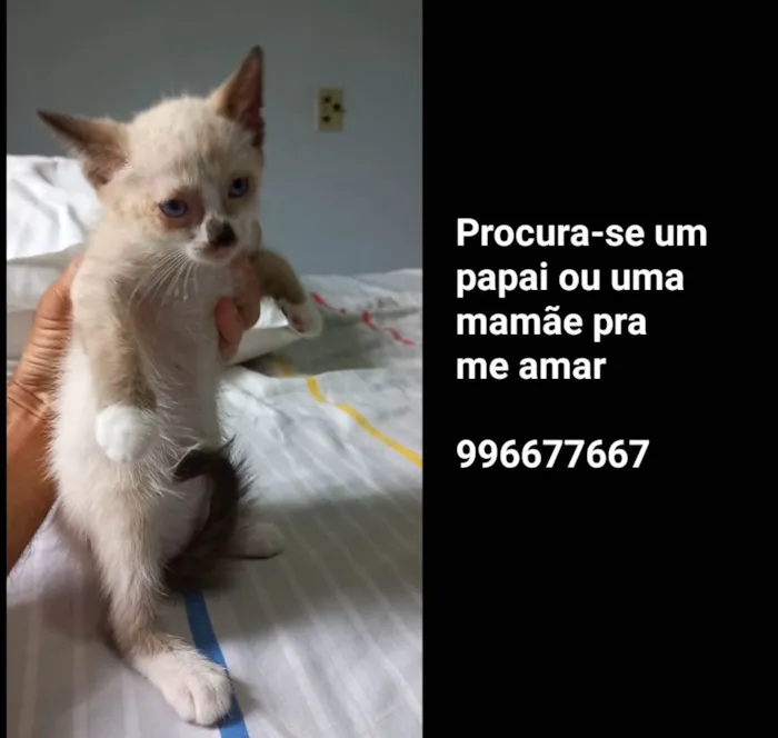 Gato ra a  idade Abaixo de 2 meses nome Onome Que Odono Quiser