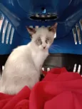 Manu