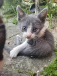 Gatitos