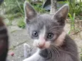 Gatitos